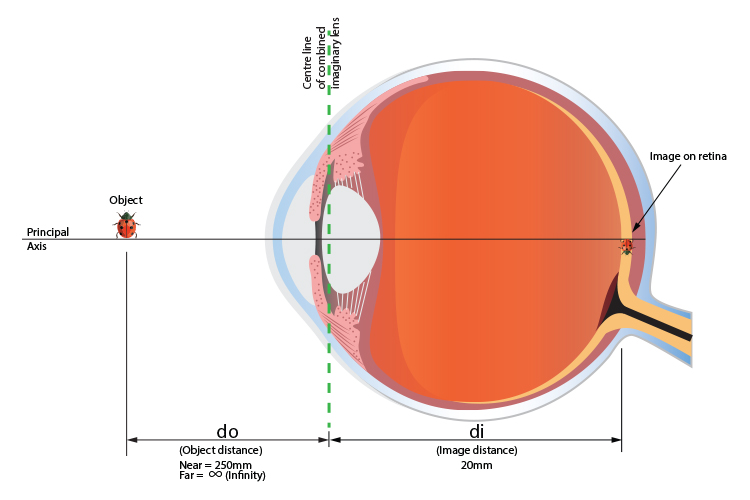 Object distance and image distance of a human eye